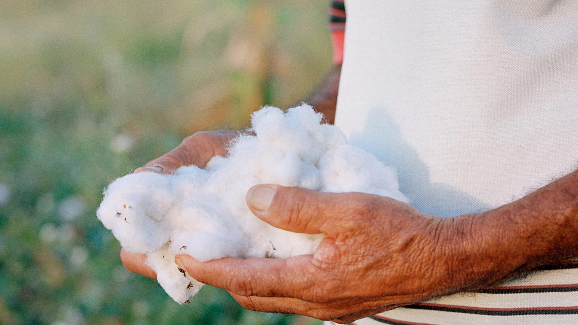Veja-cotton-zündstoff Nahansicht von zwei Händen, die geerntete Bio-Baumwolle halten