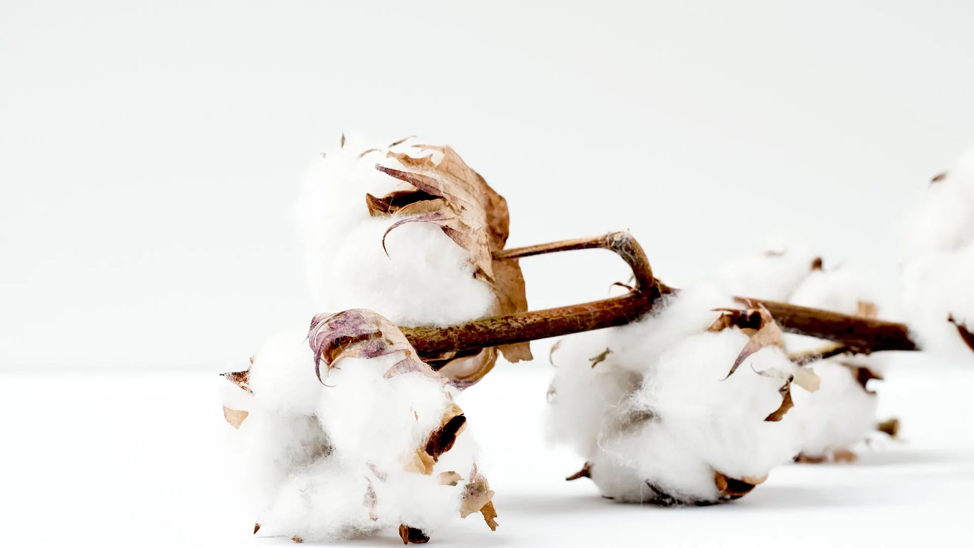 zuendstoff-organic-cotton Eine Baumwollpflanze vor weißem Hintergrund